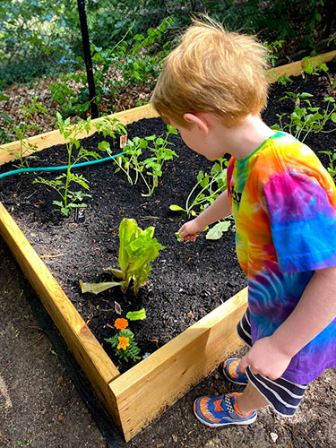 Planting veggies